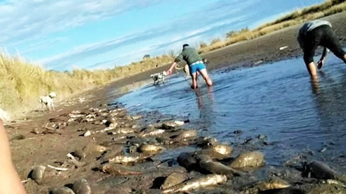 Rio colorado peces muertos gobernadorduval 29mayo2019