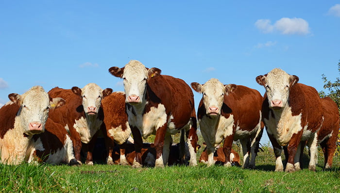 Polled Herefords