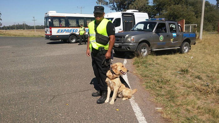 Drogas Procedimiento Rutanacional35 Perro 23marzo2018