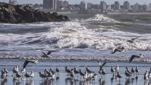 Gaviotas Mardelplata 29abril2020