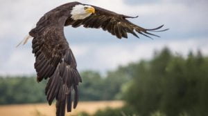 Aguila Blanca Vuelo 7mayo2020