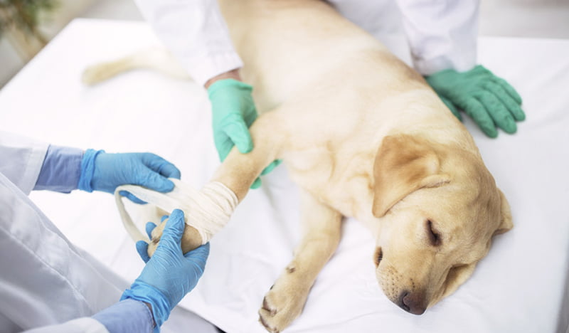 Labrador With Broken Leg