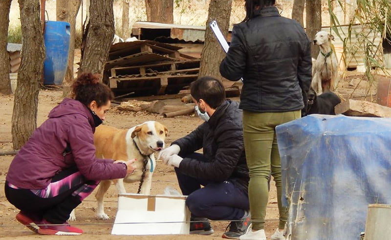 Vacunacion Antirrabica Perros 30junio2020