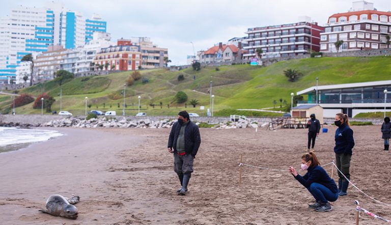 Foca leopardo publico mardelplata 3julio2020