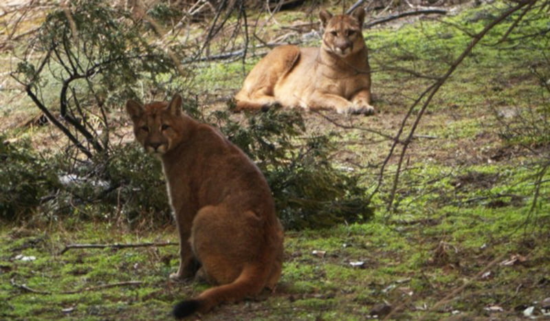 Pumas Monte 6julio2020