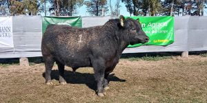 Toro cabania mayaco remate 27agosto2020