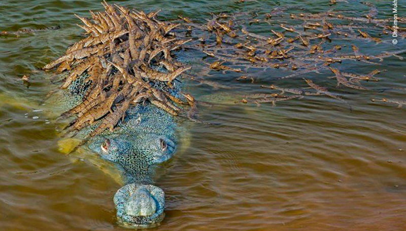 Cocodrilo crias 10setiembre2020