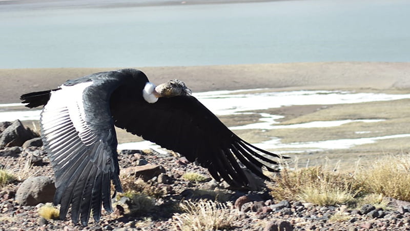 Condor Cordillera Intoxicado 26setiembre2020