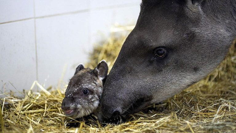 Tapir Nacimiento Ecoparque Bsas 16octubre2020