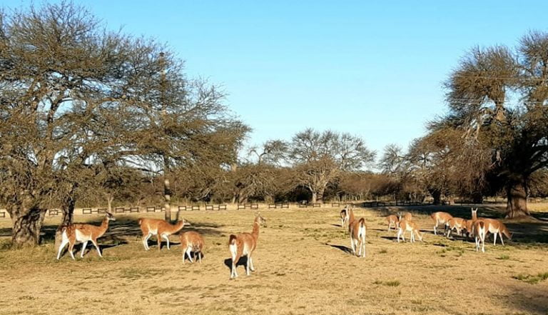 Lapampa Turismo Calden Guanacos 14noviembre2020