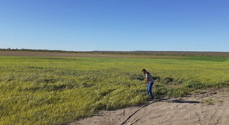 Alfalfa Arceo Plantacion 25demayo 29enero2021