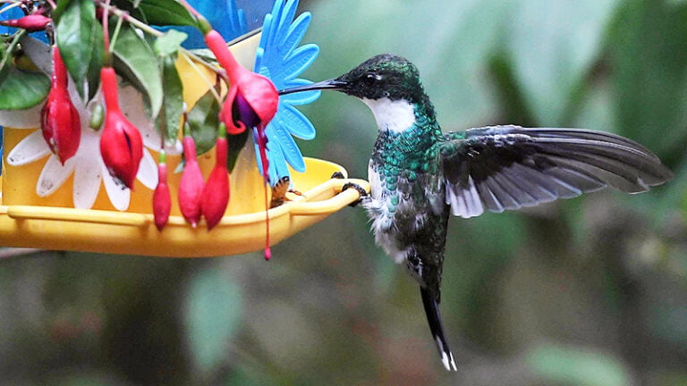 Colibri Flor 12febrero2021