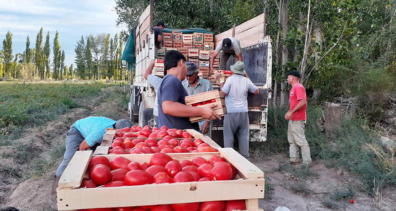Tomates productores 25demayo cargamento camion 29marzo2021