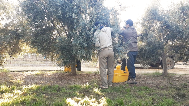 Olivos Aceituna Cosecha Casadepiedra Trabajadores 13mayo2021