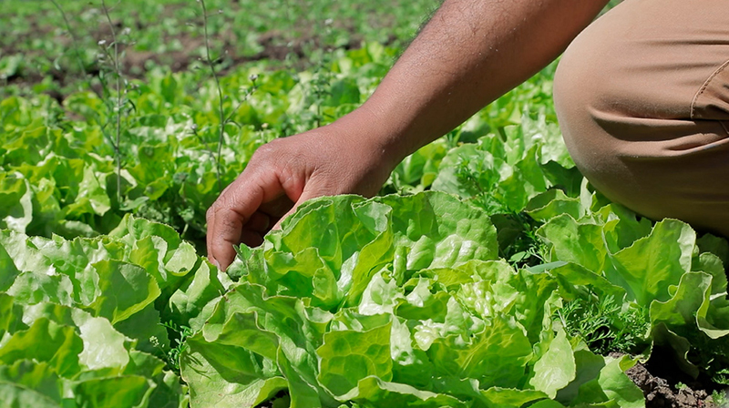 Horticultura Lechuga Trabajador 6junio2021