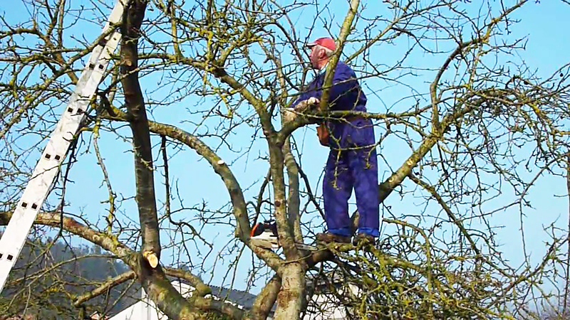 Poda frutales trabajador 17junio2021
