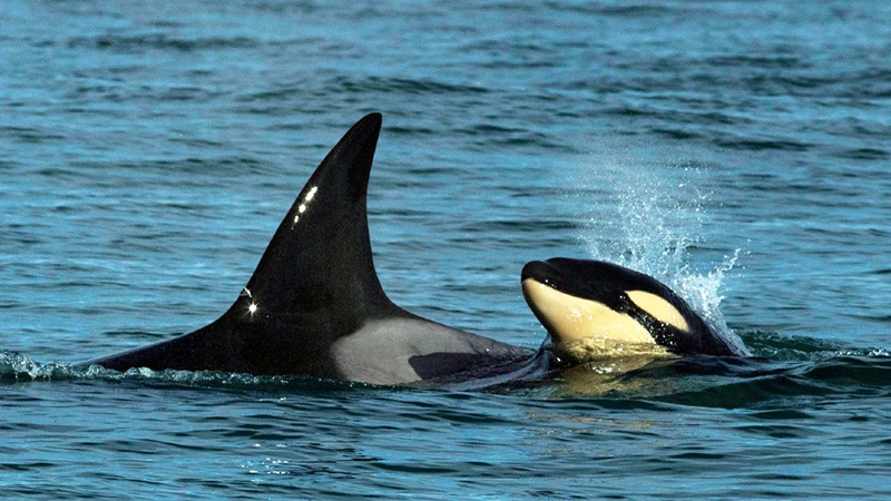 Orcas Crias Rionegro 25julio2021