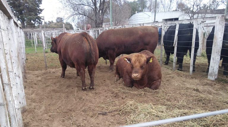 Toros angus colorados remate laadela 21agosto2021