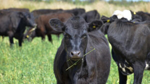 Bovinos angus campo 19enero2022