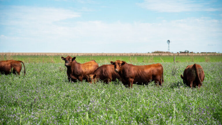 Bovinos campo vacas angus coloradas alfalfa 9marzo2022