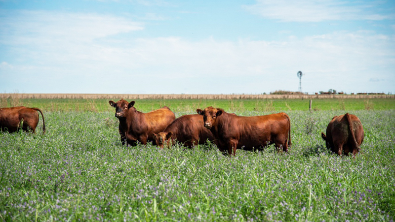 Bovinos campo vacas angus coloradas alfalfa 9marzo2022