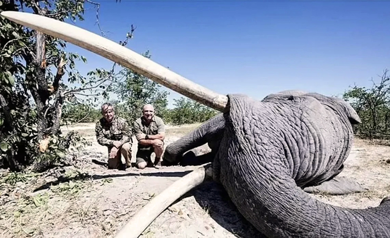 Elefante Cazador Boutsuana 20abril2022