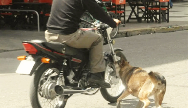 Motociclista perro mordedura 1mayo2022