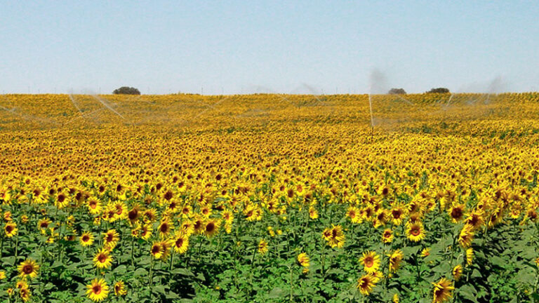 Girasol Campo Riego 3julio2022