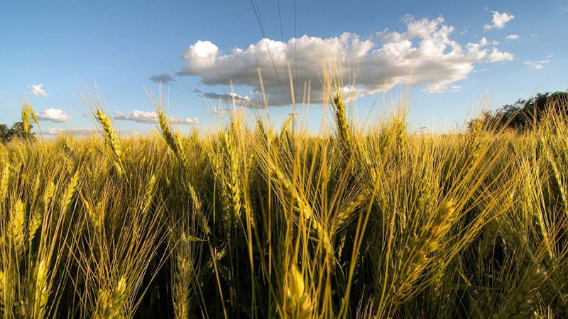 Trigo Campo 20julio2022