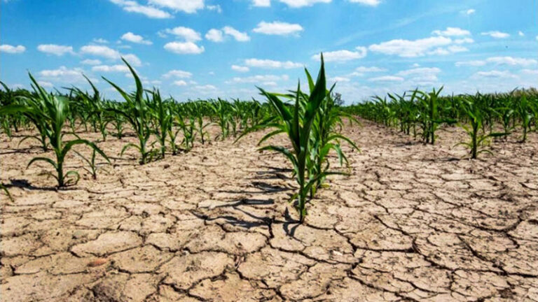 Sequia cultivo 27agosto2022