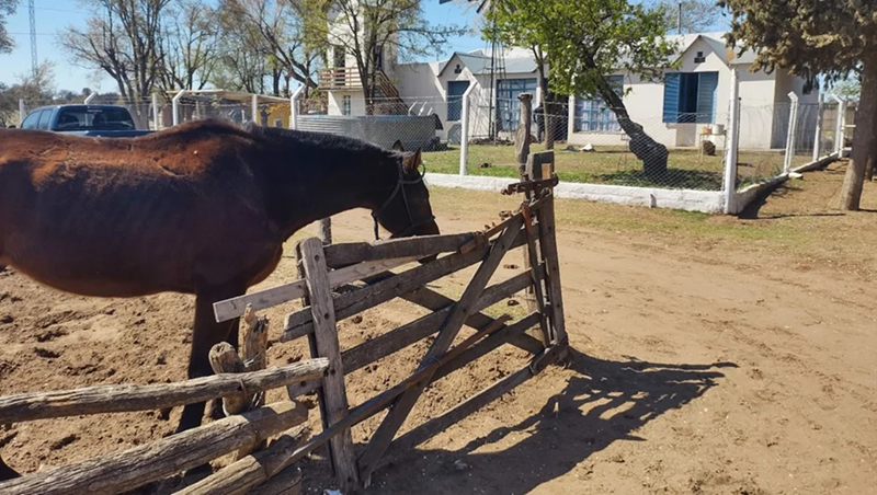 Caballo corral toay 21setiembre2022