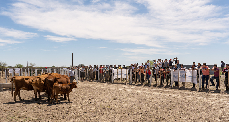 Ganaderia Jornada Santaisabel Estacionexperimental 24octubre2022