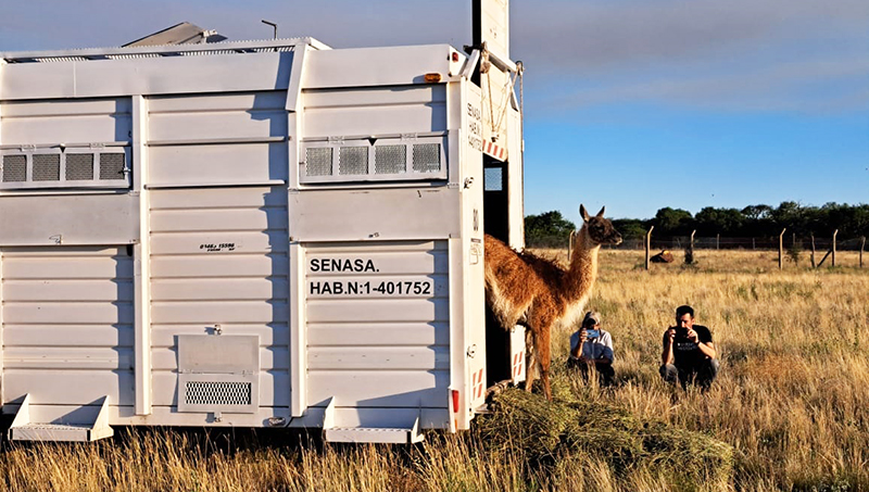 Parqueluro Guanacos Descarga 21diciembre2022