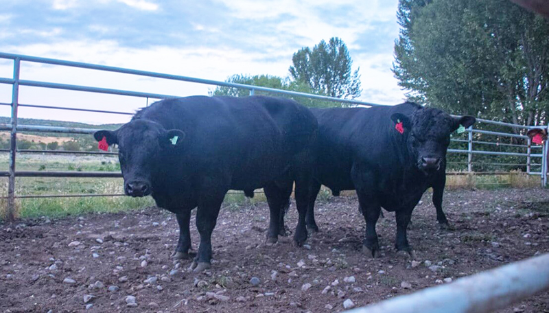 Toros Angus Cabania Trevelin Exportacion 8enero2023