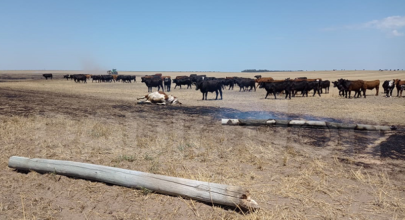 Vaca Incendio Campo Poste Energiaelectrica Montenievas 8enero2023