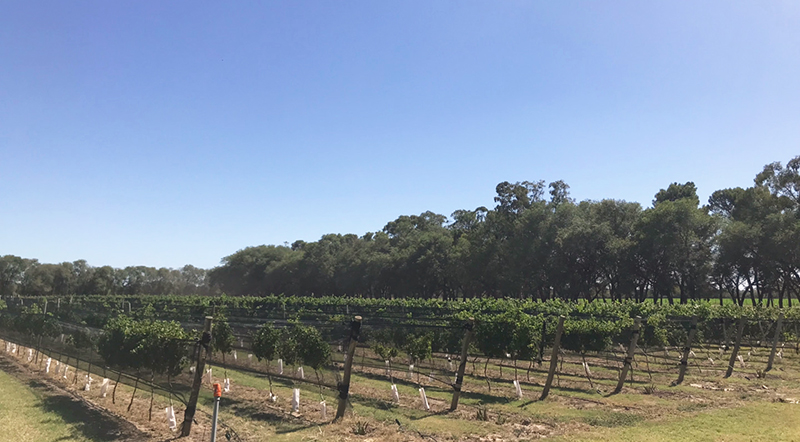 Viniedos Plantas Caleufu 30enero2023