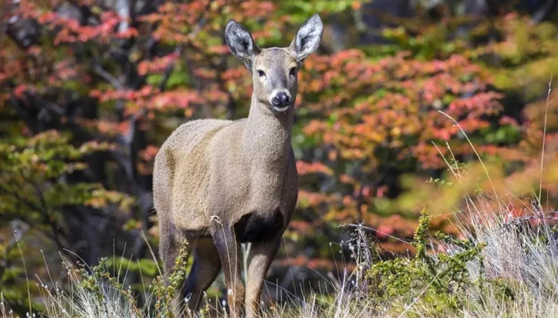 Huemul nacimiento chubut 23febrero2023