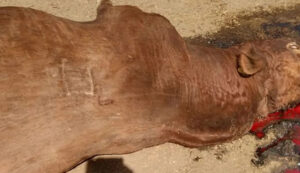 Toro reproductor abigeatro campo 7marzo2023