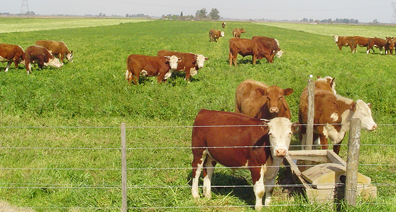 Bovinos Campo Pasturas 19abril2023