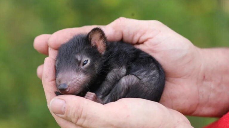 Demonio de tasmania australia