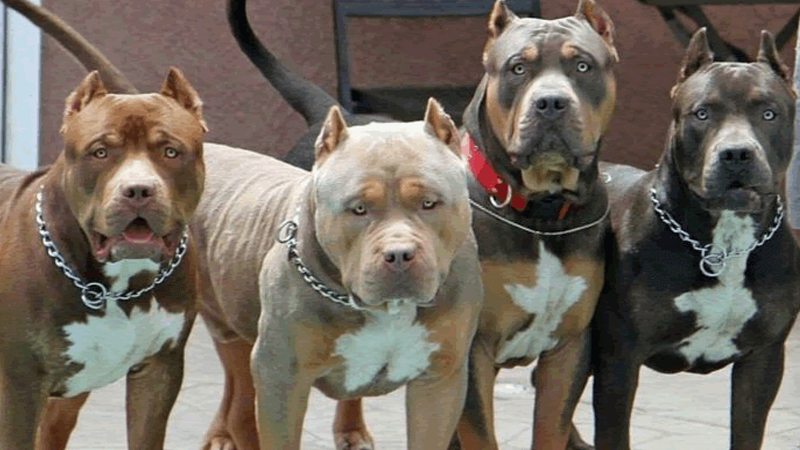 Pitbull santa fe