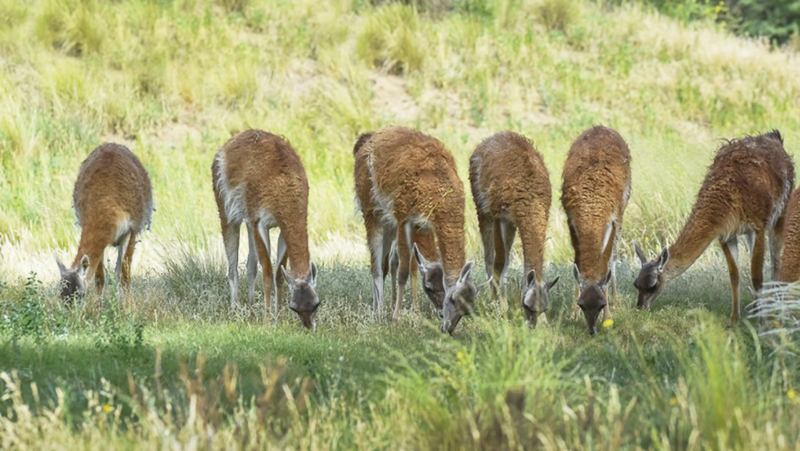 Guanacos Parqueluro Pastando 4julio2023