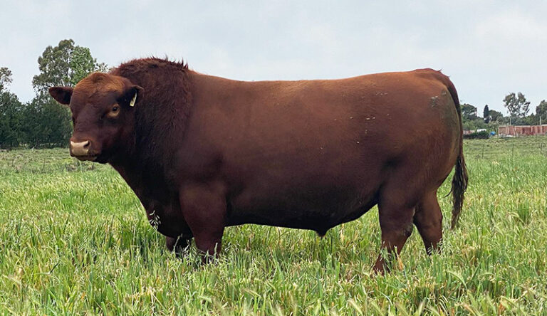 Elyerua toro anguscolorado entrerriano 28agosto2023
