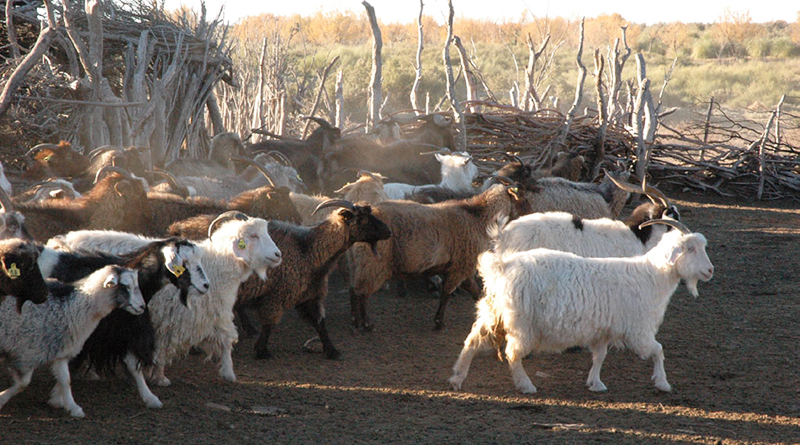 Caprinos Campo Oeste Lapampa 16agosto2023