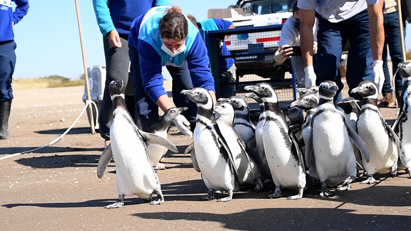 Pinguinos Recuperados Sanclemente 12agosto2023