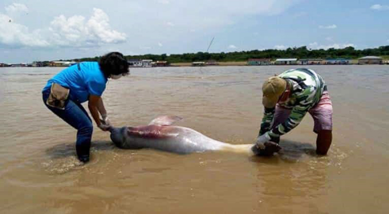 Delfines Muertos Brasil Voluntarios 17octubre2023