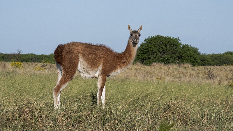 Guanacos Parque Luro