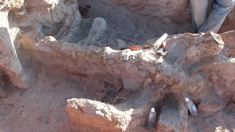 Neuquen fosil dinosaurio