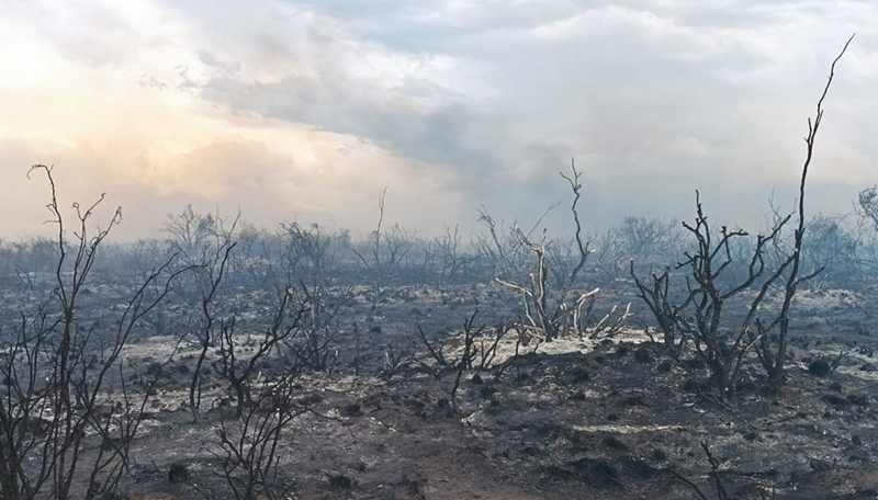 Parquenacional Lihuecalel Incendio Plantas 30diciembre2023