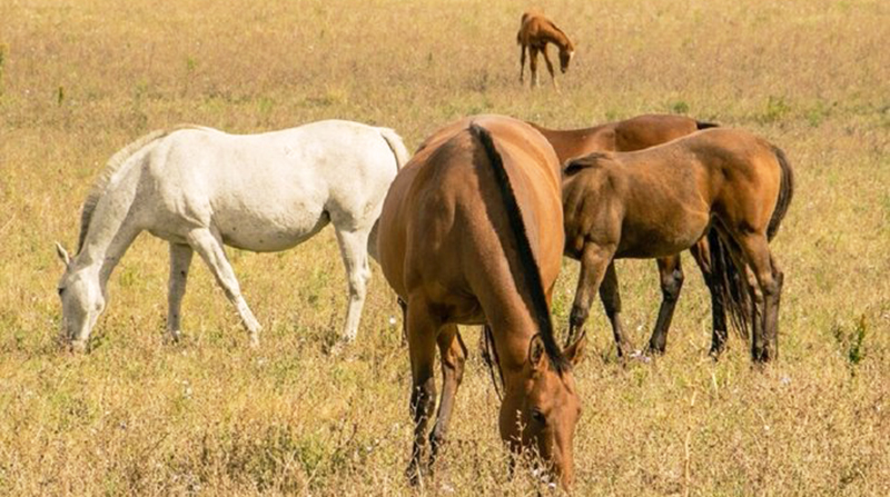 Caballos Campo 20diciembre2023